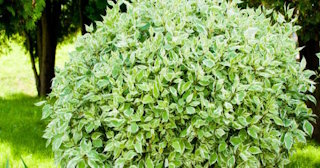 Посадка кустарников в Каменске-Уральском от ТротуарнаяПлитка - стоимость от 1596 руб.